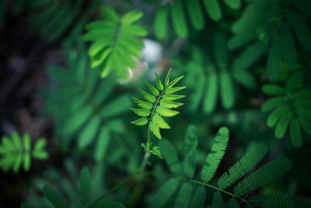 Green Zen Fern