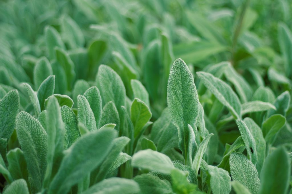 Sage Plants